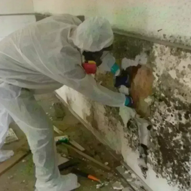 Mold Remediation and Removal in City of Falls Church, VA